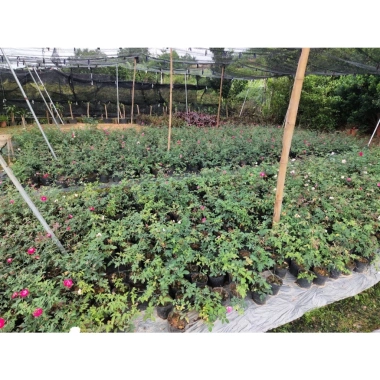Cổ Sapa Hoa Hồng Dễ Tính Sai Hoa Quanh Năm - Giảm 15% Chỉ 56900Đ 3