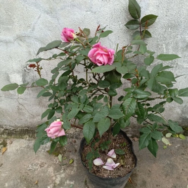 Cổ Sapa Hoa Hồng Dễ Tính Sai Hoa Quanh Năm - Giảm 15% Chỉ 56900Đ 5