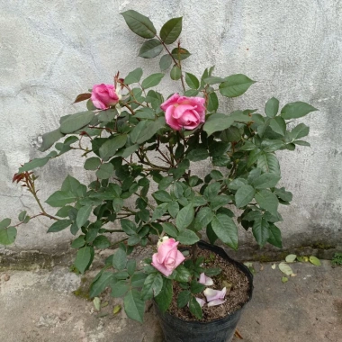 Cổ Sapa Hoa Hồng Dễ Tính Sai Hoa Quanh Năm - Giảm 15% Chỉ 56900Đ 6