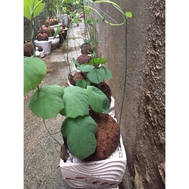 Củ Bình Vôi Đỏ Đẹp Lạ Size 7-9cm Dễ Trồng Giá Chỉ 120k