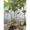 Củ Bình Vôi Đỏ Đẹp Lạ Size 7-9cm Dễ Trồng Giá Chỉ 120k 2