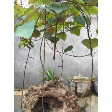 Củ Bình Vôi Đỏ Đẹp Lạ Size 7-9cm Dễ Trồng Giá Chỉ 120k