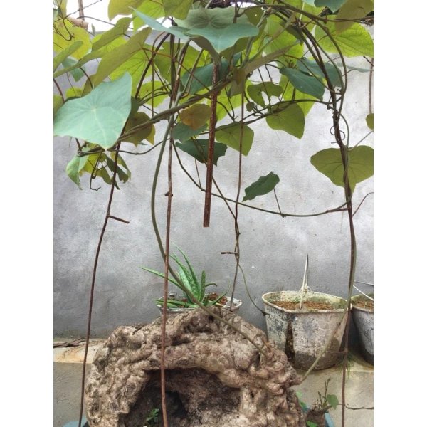 Hình ảnh sản phẩm Củ Bình Vôi Đỏ Đẹp Lạ Size 7-9cm Dễ Trồng Giá Chỉ 120k