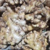 Củ Gừng Ta Tươi Mới - Giảm Giá Cực Sâu Chỉ 20.000Đ/Kg Thay 24.200Đ