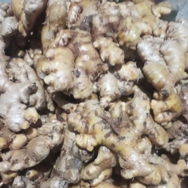 Củ Gừng Ta Tươi Mới - Giảm Giá Cực Sâu Chỉ 20.000Đ/Kg Thay 24.200Đ