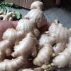 Củ Gừng Ta Tươi Mới - Giảm Giá Cực Sâu Chỉ 20.000Đ/Kg Thay 24.200Đ 3