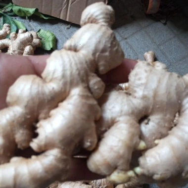 Củ Gừng Ta Tươi Mới - Giảm Giá Cực Sâu Chỉ 20.000Đ/Kg Thay 24.200Đ