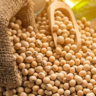 Đậu Tương Đậu Nành Hạt To Chắc Đều 1kg – Làm Sữa & Đậu Phụ Giá 17.000đ