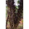 Gai bồ kết 500g gai chùm, rời chùm, xay bột - Giá ưu đãi 38.000 VNĐ 2
