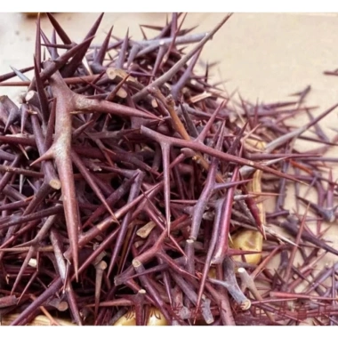Gai bồ kết 500g gai chùm, rời chùm, xay bột - Giá ưu đãi 38.000 VNĐ