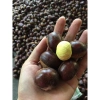 Hạt Dẻ Trùng Khánh Giá Rẻ - Giảm Sốc Còn 70.000đ - Mua Ngay 2
