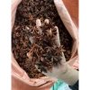 Hoa hồi khô Đại Hồi 1KG - Đặc sản Tây Bắc, hương thơm mạnh, giá chỉ 49,000₫