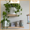 Kệ Gỗ Gắn Tường Mộc Mạc - Gỗ Thông Tự Nhiên, Vít Âm, Decor Phòng Khách & Homestay Giá Rẻ 129k 6