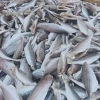 KHÔ CÁ LÙ ĐÙ SIZE NHỎ GIÁ RẺ 150K - CÁ SẠCH THỊT DÀY THƠM NGON TỰ NHIÊN 1 NẮNG 5