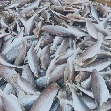 KHÔ CÁ LÙ ĐÙ SIZE NHỎ GIÁ RẺ 150K - CÁ SẠCH THỊT DÀY THƠM NGON TỰ NHIÊN 1 NẮNG