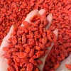 Kỷ Tử Siêu Lớn Size Đại, Cỡ Bằng Nửa Đầu Ngón Tay - Chỉ 50.000 Đ Giảm 15.000 Đ 2