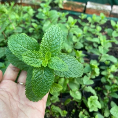 Lá Bạc Hà Tươi Ailenmint 100gr Giá Rẻ - Giảm 9.000đ Còn 30.000đ Lá Bạc Hà Tươi Ailenmint 100gr Giá Rẻ - Giảm 9.000đ Còn 30.000đ