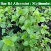 Lá Bạc Hà Tươi Ailenmint 100gr Giá Rẻ - Giảm 9.000đ Còn 30.000đ 2