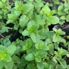 Lá Bạc Hà Tươi Ailenmint 100gr Giá Rẻ - Giảm 9.000đ Còn 30.000đ 3