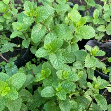 Lá Bạc Hà Tươi Ailenmint 100gr Giá Rẻ - Giảm 9.000đ Còn 30.000đ