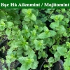 Lá Bạc Hà Tươi Ailenmint 100gr Giá Rẻ - Giảm 9.000đ Còn 30.000đ 4