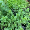 Lá Bạc Hà Tươi Ailenmint 100gr Giá Rẻ - Giảm 9.000đ Còn 30.000đ 5