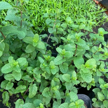 Lá Bạc Hà Tươi Ailenmint 100gr Giá Rẻ - Giảm 9.000đ Còn 30.000đ