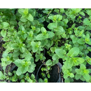Lá Bạc Hà Tươi Ailenmint 100gr Giá Rẻ - Giảm 9.000đ Còn 30.000đ