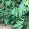 Lá đắng khô Thanh Hóa 250gr (lá lằng, lá chân chim) – Nấu canh, pha nước, chỉ 38.000đ 5