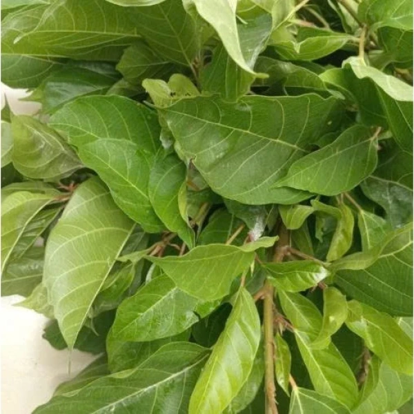 Món salad lá sung tươi nhanh gọn cho bữa trưa: công thức đơn giản và mẹo chế biến