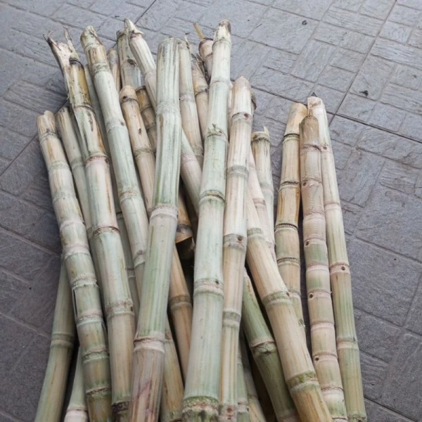Bí quyết bảo quản mía tươi cạo vỏ khúc ngắn để giữ độ giòn và ngọt lâu nhất