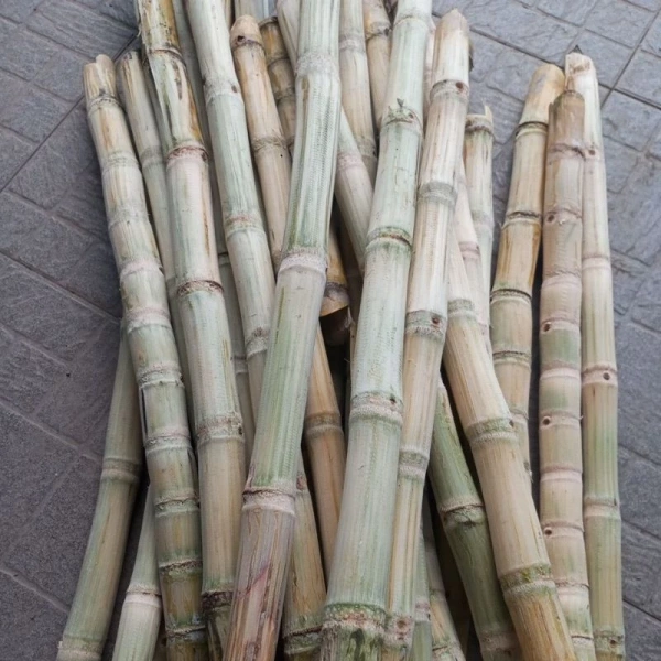 Hình ảnh sản phẩm Mía Tươi Cạo Vỏ Chặt Khúc Ngắn 1kg - Giá Tốt 22.000đ Giảm Từ 27.060đ