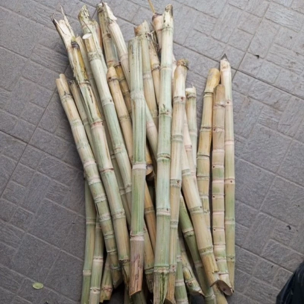 Công thức sinh tố mía tươi cạo vỏ khúc ngắn – Thưởng thức hương vị tự nhiên tại nhà