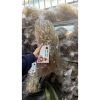 Miến khoai Sâm Đất 1kg - Sợi dai, thơm ngon, giảm giá 130.000đ từ 161.200đ 5