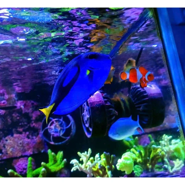 Hình ảnh sản phẩm Muối Biển Blue Bay 2KG - Muối nhân tạo pha nước biển cho bể san hô, cá cảnh - 76.000đ