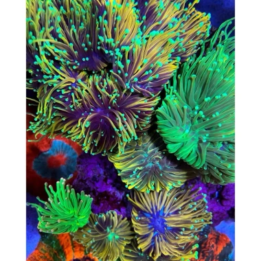 Muối Biển Blue Bay 2KG - Muối nhân tạo pha nước biển cho bể san hô, cá cảnh - 76.000đ 4