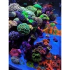 Muối Biển Blue Bay 2KG - Muối nhân tạo pha nước biển cho bể san hô, cá cảnh - 76.000đ 5