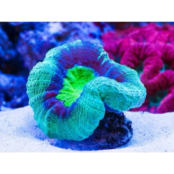 Trải nghiệm sử dụng Muối Biến Blue Bay 2KG trong bể cá cảnh: Đánh giá thực tế từ người nuôi