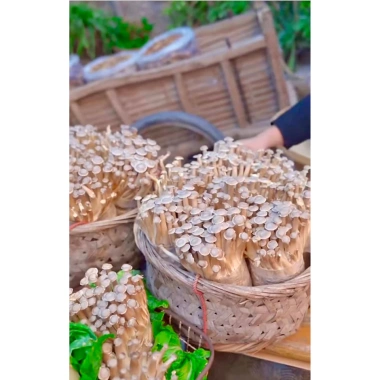 Nấm Lộc Nhung Giảm Giá - 115.000đ/kg, Nấm Nhung Hươu Chất Lượng Cao 200g/500g/1kg Giá Sỉ 6
