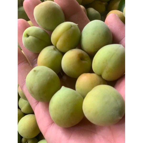 Hình ảnh sản phẩm Quả Mơ Tươi Lông Sơn La - Mơ Ngâm Đường, Ngâm Rượu - Giảm 20% chỉ 200.000đ