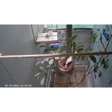 Tổ chim chào mào sinh sản - Đường ống bền, thiết kế tiện lợi, giá ưu đãi 64.000đ