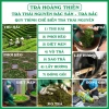 Trà Mộc Đặc Sản Thái Nguyên 1kg Tặng 100g Giá Rẻ 190k - Trà Bắc Nguyên Chất 6