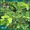 Trà ổi giảm cân Mộc An MIX 5 vị - 4 bịch 160 gói, tiểu đường, gan & máu nhiễm mỡ, 49.000₫ 8