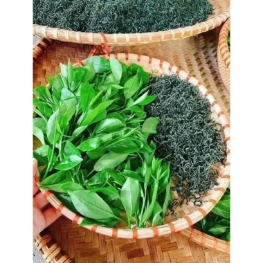 Trà Shan Tuyết Cổ Thụ Lai Châu 100% Tự Nhiên, Không Bảo Quản, Thơm Sạch 170k