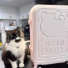 Vali Kéo Hello Kitty 2.025 Siêu Cấp Màu Hồng Dễ Thương Size 20 24 26 Giá Cực Sốc 2.000.000 ₫ 2
