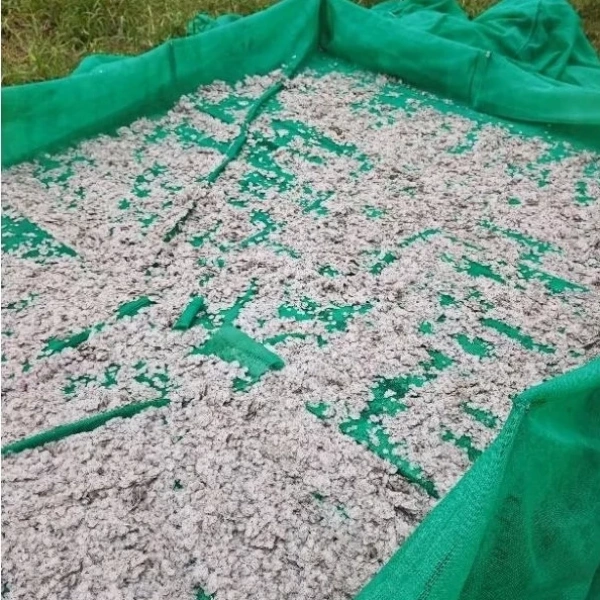 Trải nghiệm vị giòn tan: Cách thưởng thức vây cá chẽm phơi khô 1kg