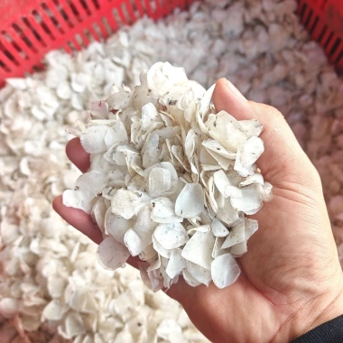 Vảy Cá Chẽm Phơi Khô 1kg - Giảm Giá Cực Sốc Còn 69.999đ Thay 88.199đ