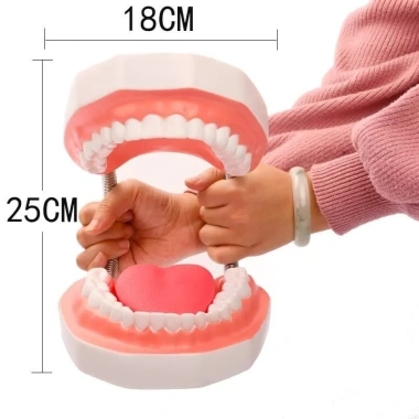 Bàn chải giảng dạy nha sĩ - Mô hình răng giả lớn cho răng non, giảm giá 20% - 234.672 VND