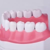Bàn chải giảng dạy nha sĩ - Mô hình răng giả lớn cho răng non, giảm giá 20% - 234.672 VND 5