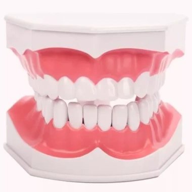 Bàn chải giảng dạy nha sĩ - Mô hình răng giả lớn cho răng non, giảm giá 20% - 234.672 VND 6 Bàn chải giảng dạy nha sĩ - Mô hình răng giả lớn cho răng non, giảm giá 20% - 234.672 VND 6
